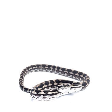Axanthic Carpet Python